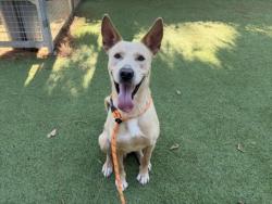 Shelter Stray Male Dog last seen , West Valley Animal Shelter, 20655 Plummer St, Chatsworth, CA 91311, USA