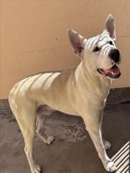 Shelter Stray Male Dog last seen , West Valley Animal Shelter, 20655 Plummer St, Chatsworth, CA 91311, USA