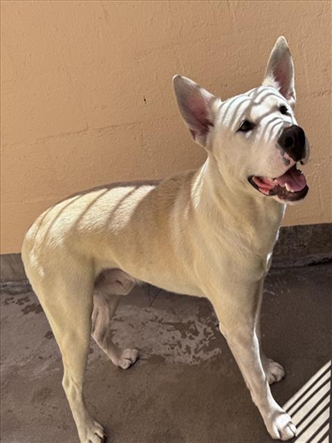 Shelter Stray Male Dog last seen , West Valley Animal Shelter, 20655 Plummer St, Chatsworth, CA 91311, USA