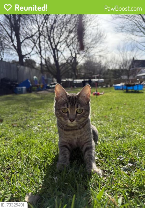 Reunited Female Cat last seen Southlake hosp, Newmarket, ON L3Y 3T4