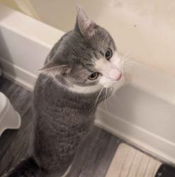 Found/Stray Male Cat last seen Avery Apts Building 33, Oklahoma City, OK 73120