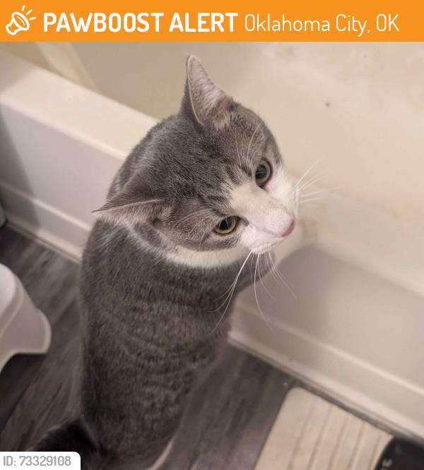 Found/Stray Male Cat last seen Avery Apts Building 33, Oklahoma City, OK 73120