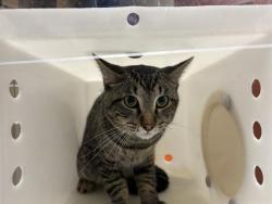 Shelter Stray Male Cat last seen Near BLOCK S 37TH ST, 3839 W Burnham St, West Milwaukee, WI 53215, USA