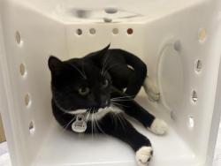 Shelter Stray Female Cat last seen Near BLOCK E GOLDEN LN, 3839 W Burnham St, West Milwaukee, WI 53215, USA