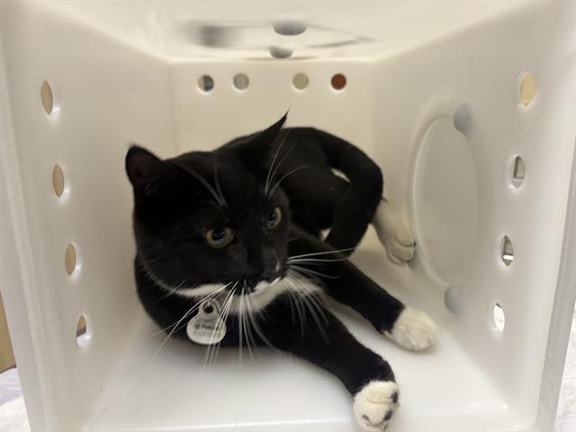 Shelter Stray Female Cat last seen Near BLOCK E GOLDEN LN, 3839 W Burnham St, West Milwaukee, WI 53215, USA