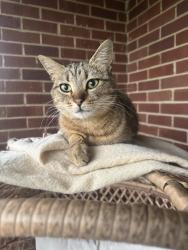 Reunited Female Cat last seen Ashworth Dr, Trinity, NC 27370