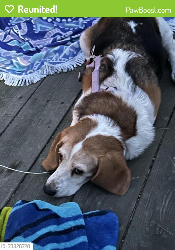 Reunited Female Dog last seen Reams road, Richmond, VA 23236