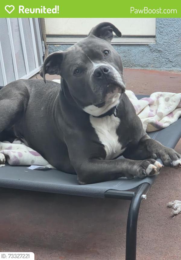 Reunited Male Dog last seen Meadowbrook, San Diego, CA 92114
