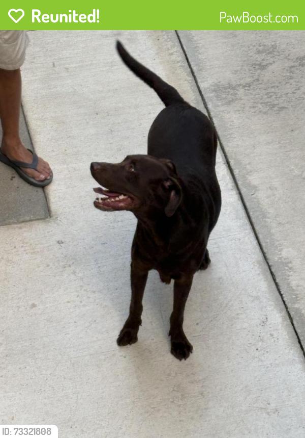 Reunited Male Dog last seen Middlebrook and Robinson road, Knoxville, TN 37923