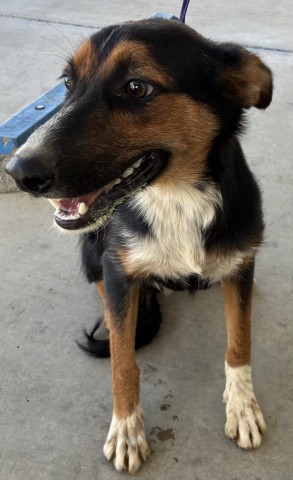 Shelter Stray Male Dog last seen Near BLOCK HOUGHTON RD, BAKERSFIELD CA 93313, 3951 Fruitvale Ave, Bakersfield, CA 93308, USA