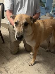 Reunited Male Dog last seen Brewster ice cream, Columbus, GA 31907