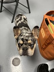 Reunited Male Dog last seen Shepherd Rd, Mulberry, FL 33860