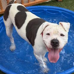 Shelter Stray Female Dog last seen , 655 N Mojave Rd, Las Vegas, NV 89101, USA