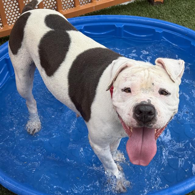 Shelter Stray Female Dog last seen , 655 N Mojave Rd, Las Vegas, NV 89101, USA