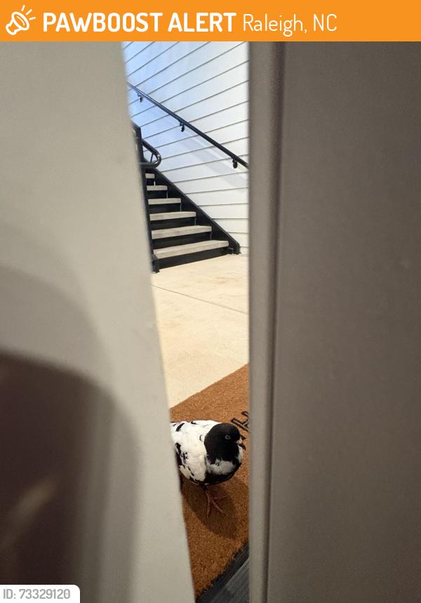 Found/Stray Unknown Bird last seen Hazy toad lane, Raleigh, NC 27616