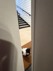 Found/Stray Unknown Bird last seen Hazy toad lane, Raleigh, NC 27616