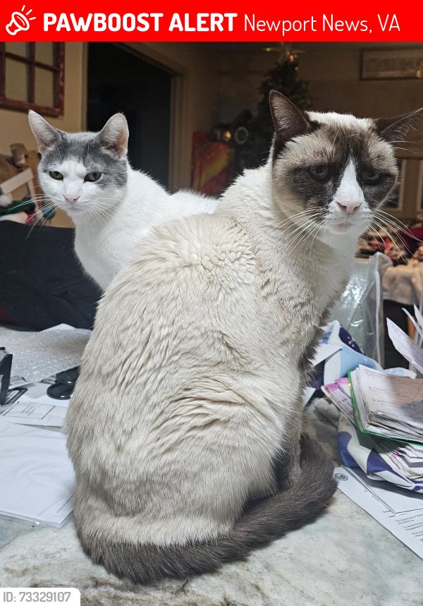Lost Male Cat last seen Beech rd, Newport News, VA 23601