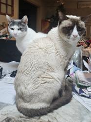 Lost Male Cat last seen Beech rd, Newport News, VA 23601