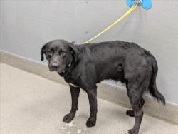 Shelter Stray Male Dog last seen Near BLOCK OF STEWART AVE, 655 N Mojave Rd, Las Vegas, NV 89101, USA