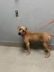 Shelter Stray Male Dog last seen Near BLOCK OF N LAMB BLVD, 655 N Mojave Rd, Las Vegas, NV 89101, USA