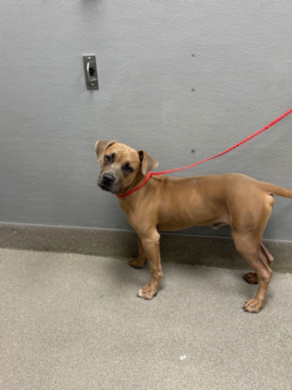 Shelter Stray Male Dog last seen Near BLOCK OF N LAMB BLVD, 655 N Mojave Rd, Las Vegas, NV 89101, USA