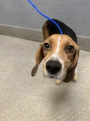 Shelter Stray Female Dog last seen Near BLOCK W TROPICANA AVE, LAS VEGAS NV 89103, 655 N Mojave Rd, Las Vegas, NV 89101, USA