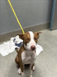 Shelter Stray Female Dog last seen Near BLOCK STORMY HILLS DR, LAS VEGAS NV 89130, 655 N Mojave Rd, Las Vegas, NV 89101, USA