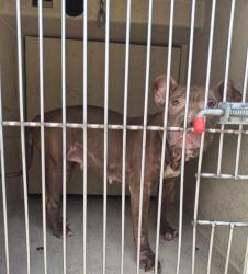 Shelter Stray Female Dog last seen Near BLOCK TAMARUS ST, LAS VEGAS NV 89119, 655 N Mojave Rd, Las Vegas, NV 89101, USA