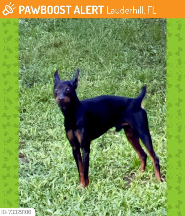 Found/Stray Male Dog last seen woods of inverrary, Lauderhill, FL 33313
