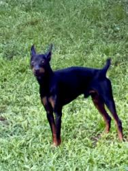 Found/Stray Male Dog last seen woods of inverrary, Lauderhill, FL 33313