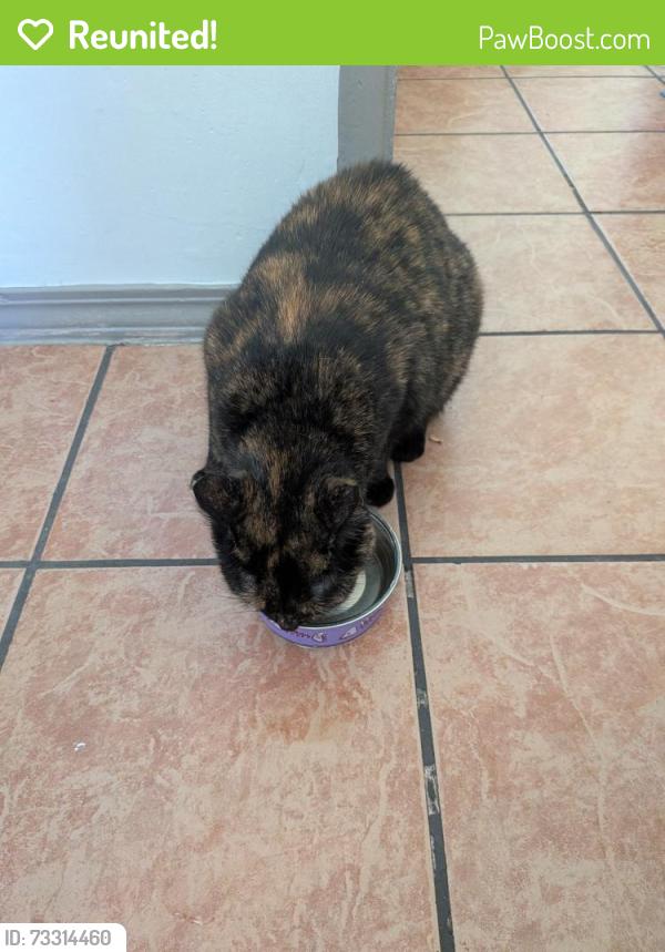 Reunited Female Cat last seen Intersection of 30th and Palm, San Diego, CA 92104