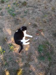 Lost Male Cat last seen S 34th and S Monroe, Tacoma 98409, Tacoma, WA 98409
