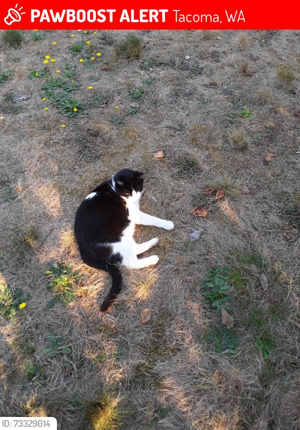 Lost Male Cat last seen S 34th and S Monroe, Tacoma 98409, Tacoma, WA 98409