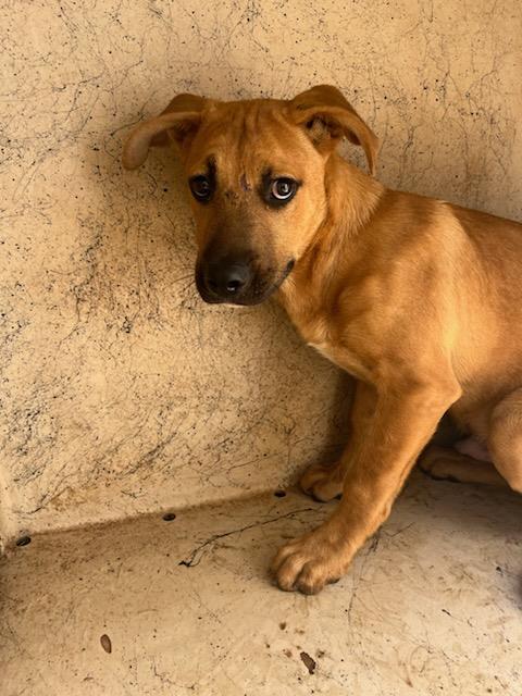Shelter Stray Male Dog last seen Near BLOCK NE 30TH ST, OKLAHOMA CITY OK 73105, 2811 SE 29th St, Oklahoma City, OK 73129, USA