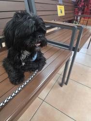 Lost Male Dog last seen The roundabout, North Miami, FL 33168