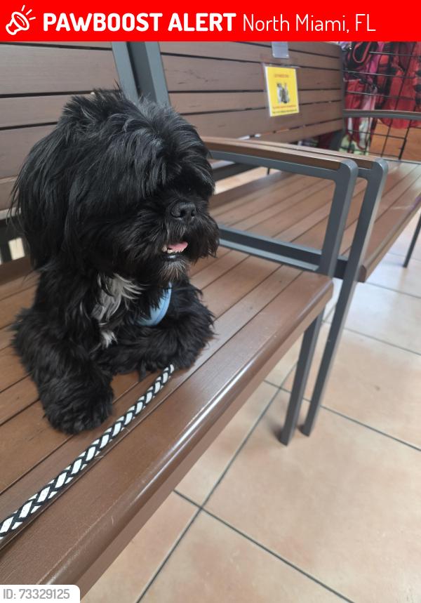 Lost Male Dog last seen The roundabout, North Miami, FL 33168
