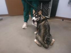 Shelter Stray Female Dog last seen 47TH AVE AND INDIAN SCHOOL RD, 2500 S 27th Ave, Phoenix, AZ 85009, USA