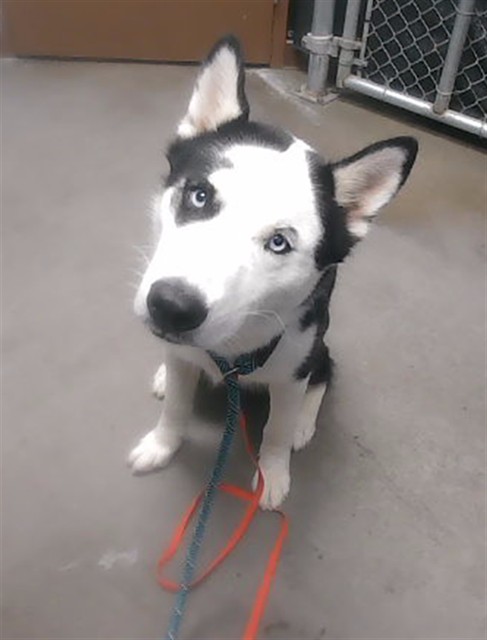 Shelter Stray Male Dog last seen ESTRELLA PKWY AND COTTON LN, 2500 S 27th Ave, Phoenix, AZ 85009, USA