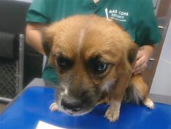 Shelter Stray Female Dog last seen 73RD DR AND PALM LN, 2500 S 27th Ave, Phoenix, AZ 85009, USA