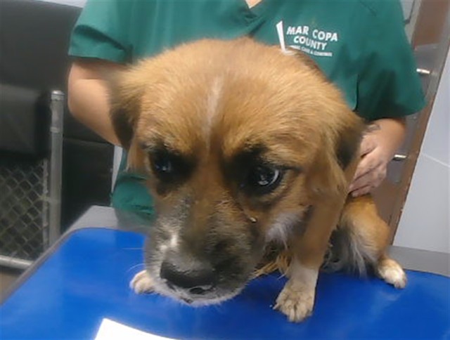 Shelter Stray Female Dog last seen 73RD DR AND PALM LN, 2500 S 27th Ave, Phoenix, AZ 85009, USA