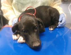 Shelter Stray Female Dog last seen 19TH AVE AND SUNLAND AVE, 2500 S 27th Ave, Phoenix, AZ 85009, USA