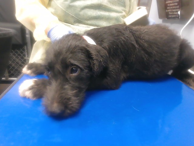 Shelter Stray Male Dog last seen 19TH AVE AND SUNLAND AVE, 2500 S 27th Ave, Phoenix, AZ 85009, USA