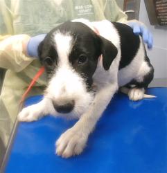 Shelter Stray Male Dog last seen 19TH AVE AND SUNLAND AVE, 2500 S 27th Ave, Phoenix, AZ 85009, USA