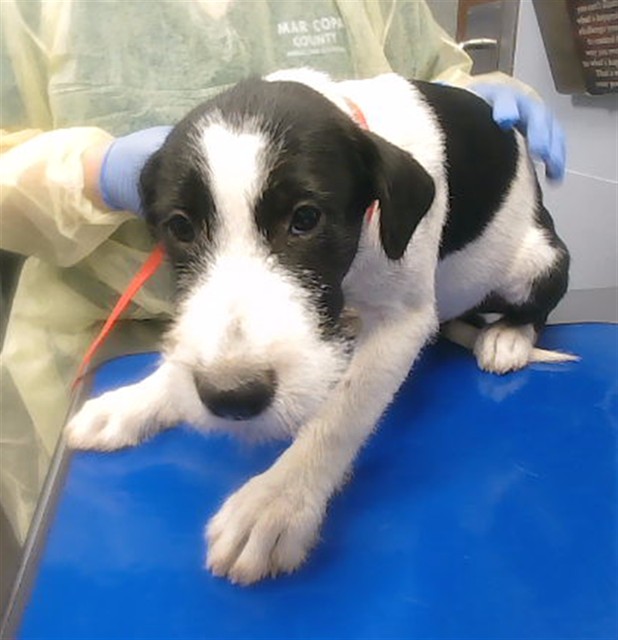 Shelter Stray Male Dog last seen 19TH AVE AND SUNLAND AVE, 2500 S 27th Ave, Phoenix, AZ 85009, USA