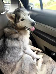 Found/Stray Unknown Dog last seen Bridgewood, San Antonio, TX 78217