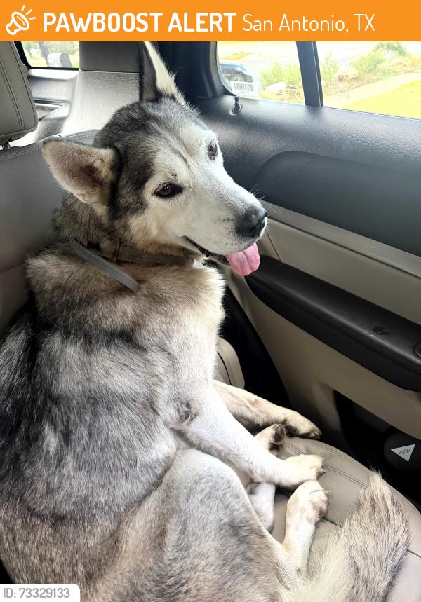 Found/Stray Unknown Dog last seen Bridgewood, San Antonio, TX 78217