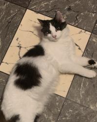 Lost Female Cat last seen Near S. Abbe/Warren, Elyria, OH 44035