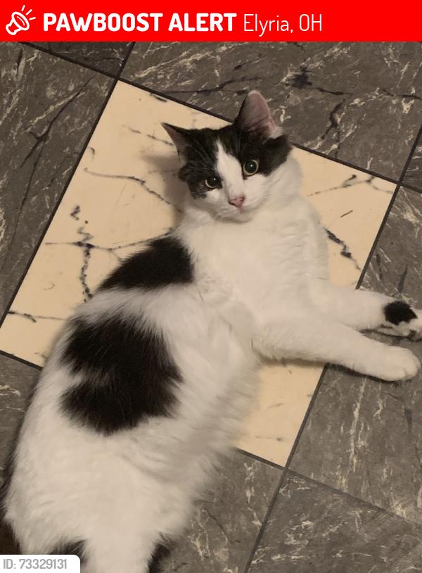 Lost Female Cat last seen Near S. Abbe/Warren, Elyria, OH 44035