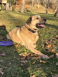 Reunited Male Dog last seen Barclay and Point Heron, Newport News, VA 23606