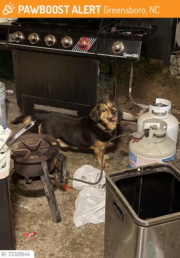 Found/Stray Unknown Dog last seen Granada CT, Greensboro, NC 27407